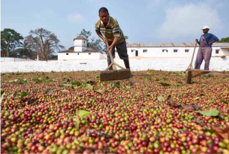 Ambaca aumenta colheita de café no ano agrícola 2019