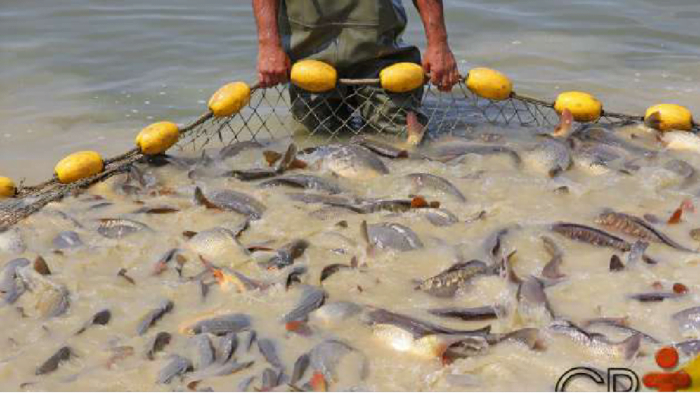 Americanos querem investir no sector da piscicultura em Angola