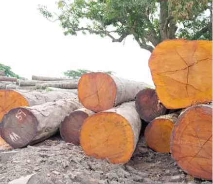 Produção de madeira atinge mais de cinco mil metros cúbicos na Huíla