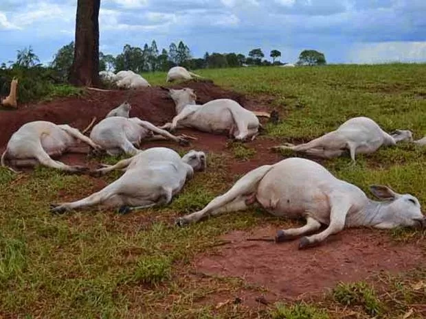 Descarga eléctrica mata 12 cabeças de gado no Huambo